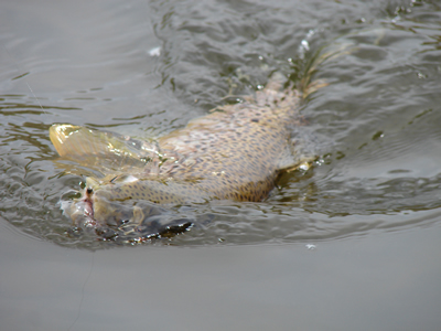 trout in water